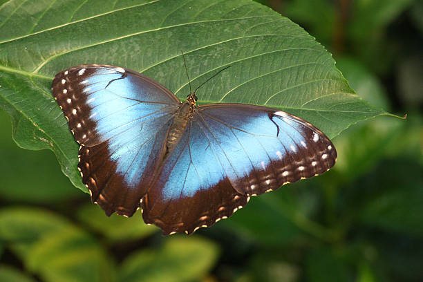 verde borboleta no - butterfly flying tropical climate close to imagens e fotografias de stock