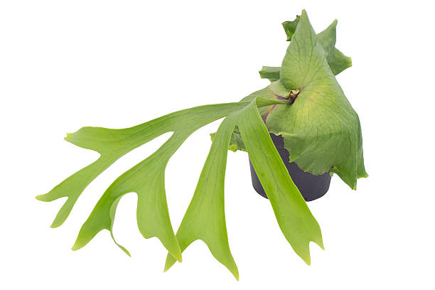 Staghorn fern Staghorn fern  isolated on white background sponger stock pictures, royalty-free photos & images