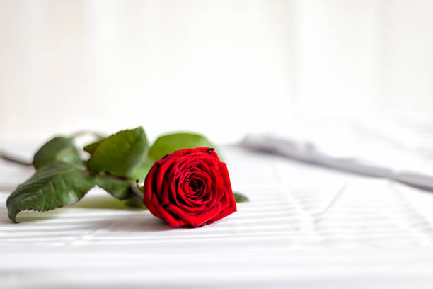 istock red rose on a bed on Valentine's day 1566746015