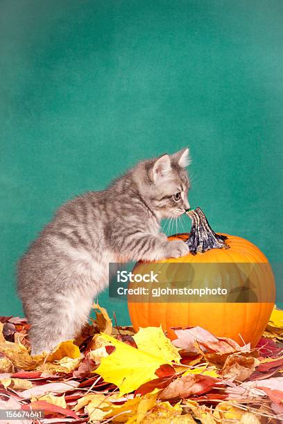 Kitty È Curioso Di Zucca - Fotografie stock e altre immagini di Animale - Animale, Animale domestico, Arancione