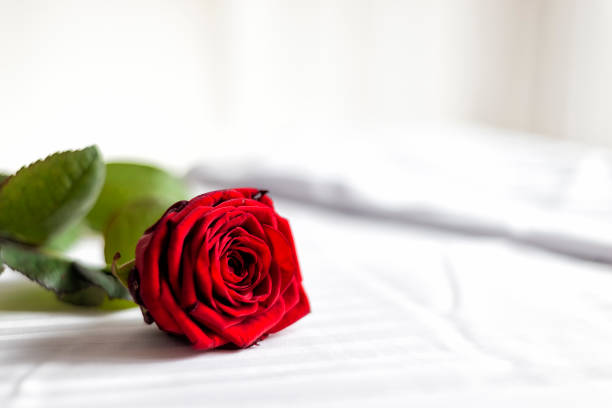 istock red rose on a bed on Valentine's day 1566746552