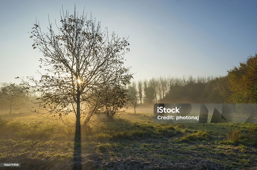 Nebbia mattina in autunno - Foto stock royalty-free di Alba - Crepuscolo