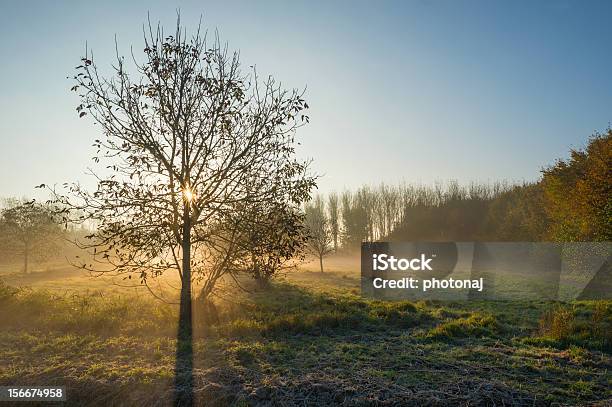 Nebbia Mattina In Autunno - Fotografie stock e altre immagini di Alba - Crepuscolo - Alba - Crepuscolo, Albero, Almere