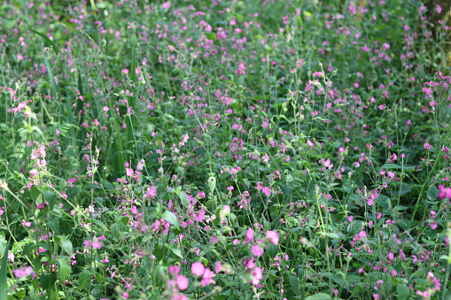 Red campion flowers in a woodland