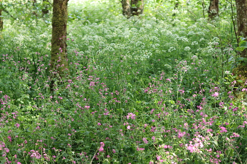 Red campion and common hogweed in a woodland