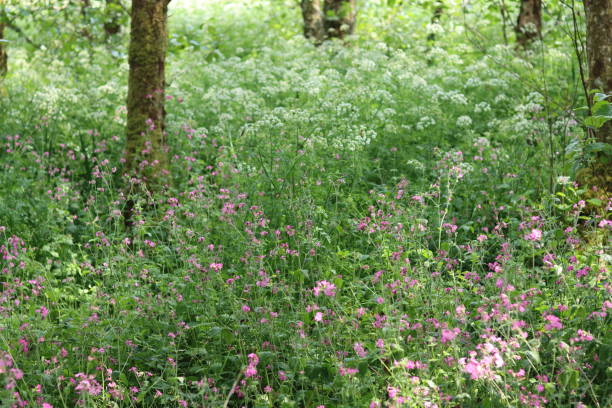 красный кампион и борщевик обыкновенный в лесу - cow parsley стоковые фото и изображения