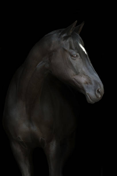 istock Beautiful horse portrait 1566758054