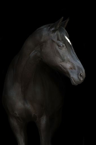 beautiful portrait of a brown arabian horse.