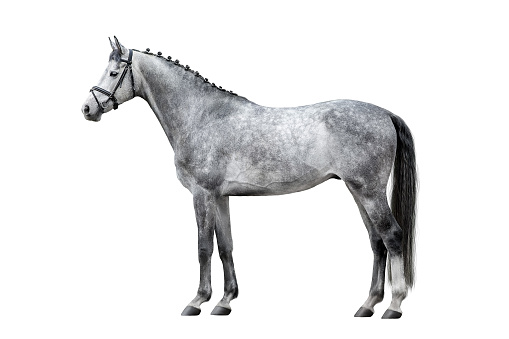 White horse exterior close up isolated on white background
