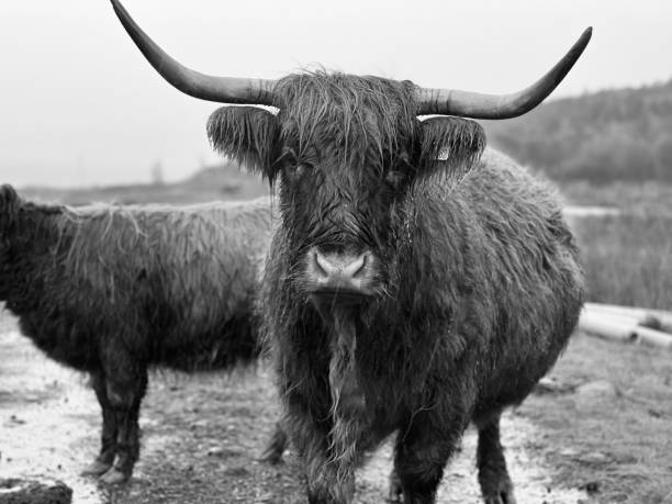 istock Highland cow in a field in heavy rain 1566758061