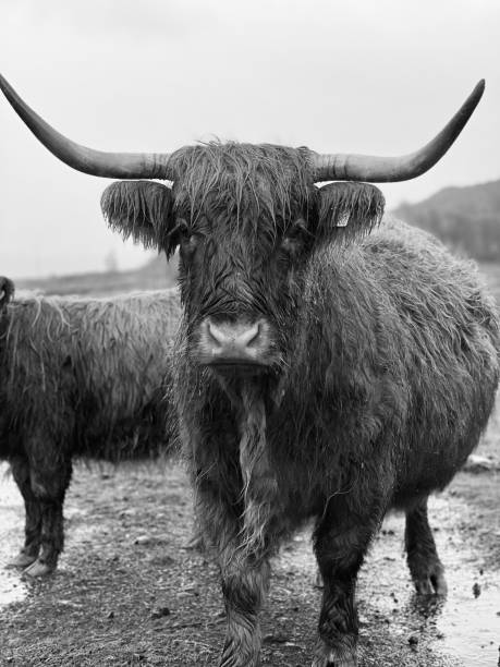 istock Highland cow in a field in heavy rain 1566759165