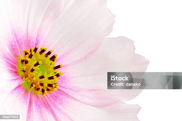 Flor Del Cosmos Foto de stock y más banco de imágenes de Amarillo - Color - Amarillo - Color, Blanco - Color, Cabeza de flor