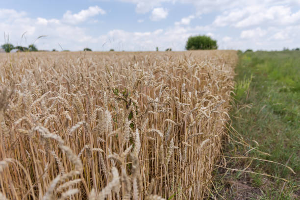 istock Field edge of ripe wheat in summer day, selective focus 1566770369