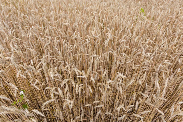 dojrzała pszenica na polu w pochmurny dzień, selektywne skupienie - wheat winter wheat cereal plant spiked zdjęcia i obrazy z banku zdjęć