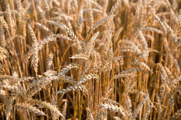 trigo maduro en un campo en clima soleado, enfoque selectivo - wheat winter wheat cereal plant spiked fotografías e imágenes de stock