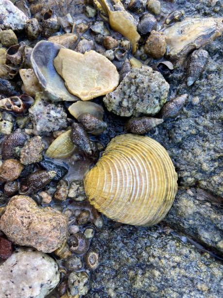 istock Seashells and rocks in water 1566779026