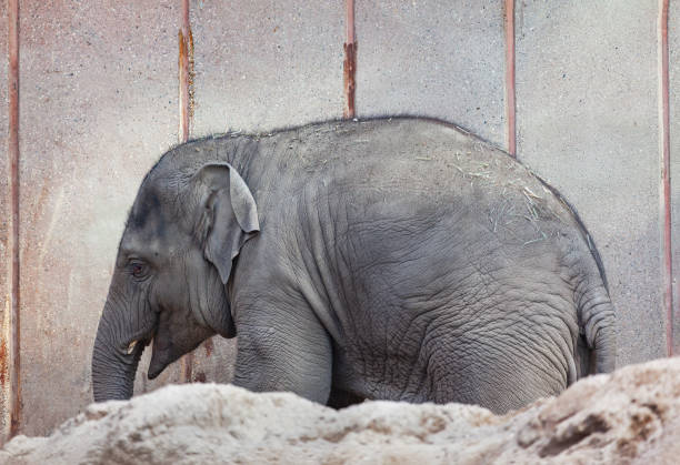 istock Baby elephant in the zoo 1566782400