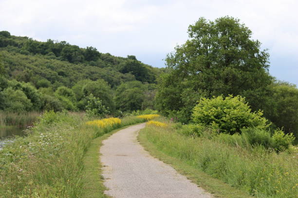istock Countryside canal towpath in summer 1566791058