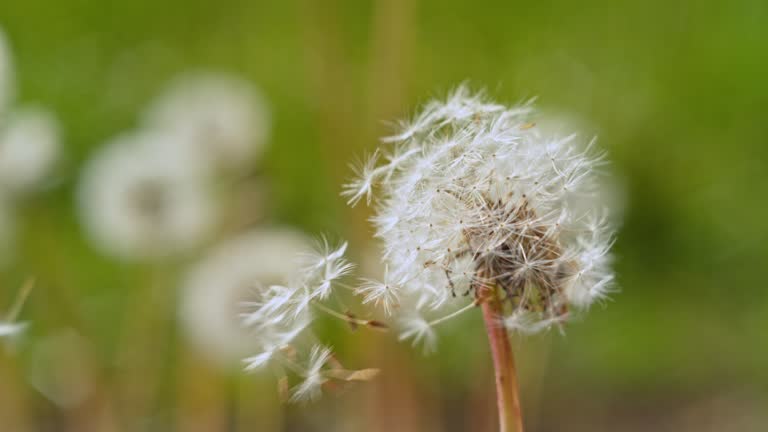 SLO MO LD Dandelion seeds being blown off the plant