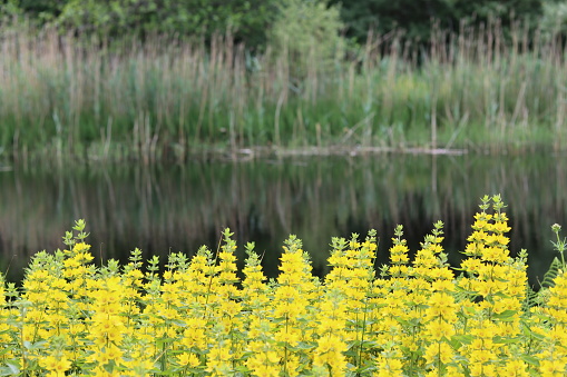 Large yellow loosestrife along a canal