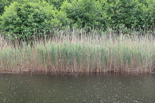 Marsh reed bulrushes Typha latifolia along the edge of a backwater tidal pond reflecting in the water.