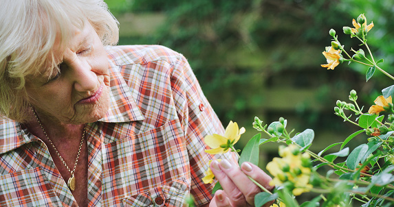 Gardening, senior woman and flowers outdoor in nature, backyard or green environment. An elderly person or gardener check plants and floral growth for sustainability in a garden in retirement