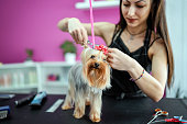 Yorkshire Terrier dog getting groomed at the pet grooming salon