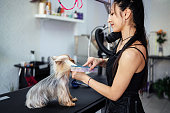 Yorkshire Terrier dog getting groomed at the pet grooming salon