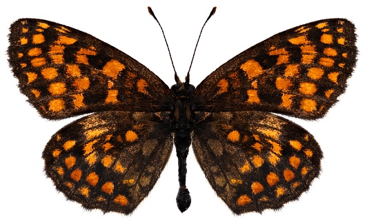 Butterfly species Melitaea athalia, trivial name: Heath fritillary.