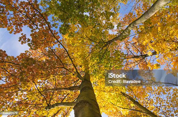 秋の森 - カラフルのストックフォトや画像を多数ご用意 - カラフル, パッティンググリーン, 公園