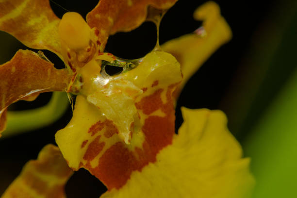 oncidium / orchidee della signora danzante nel giardino - orchid plants foto e immagini stock