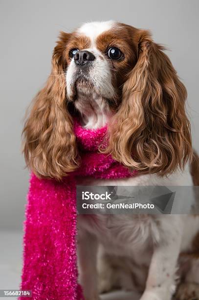 Adorável Cachorrinho Em Rosa Cachecol De Inverno - Fotografias de stock e mais imagens de Animal - Animal, Animal de Estimação, Cachecol