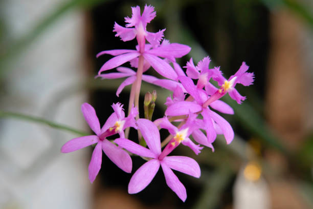 piccole orchidee di viola e rosso, orchidea stella di fuoco. - orchid foto e immagini stock