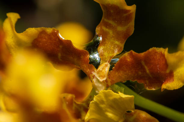 oncidium / orchidee della signora danzante nel giardino - orchid plants foto e immagini stock