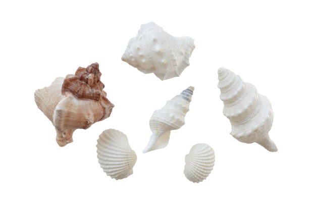istock Isolated seashells on white summer decoration 1566826674