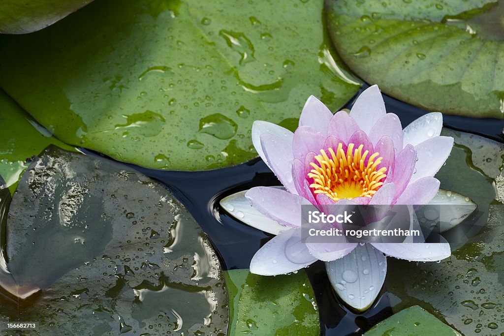 Waterlily después de la lluvia - Foto de stock de Agua libre de derechos
