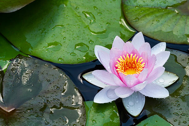 istock Waterlily after the Rain 156682713