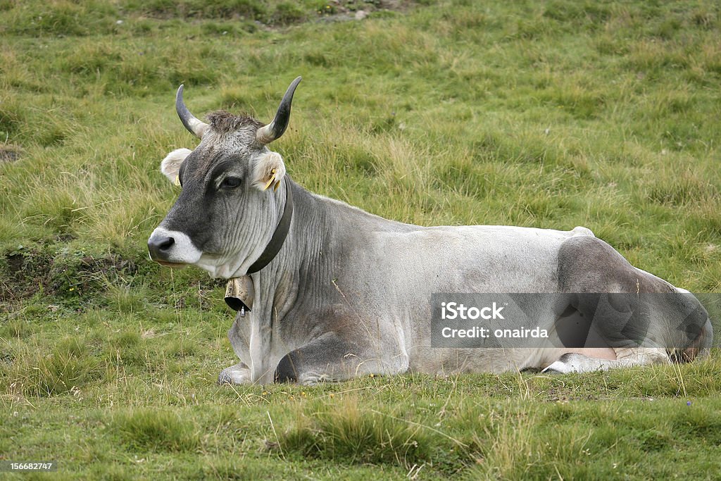 mucca - Photo de Boisson libre de droits