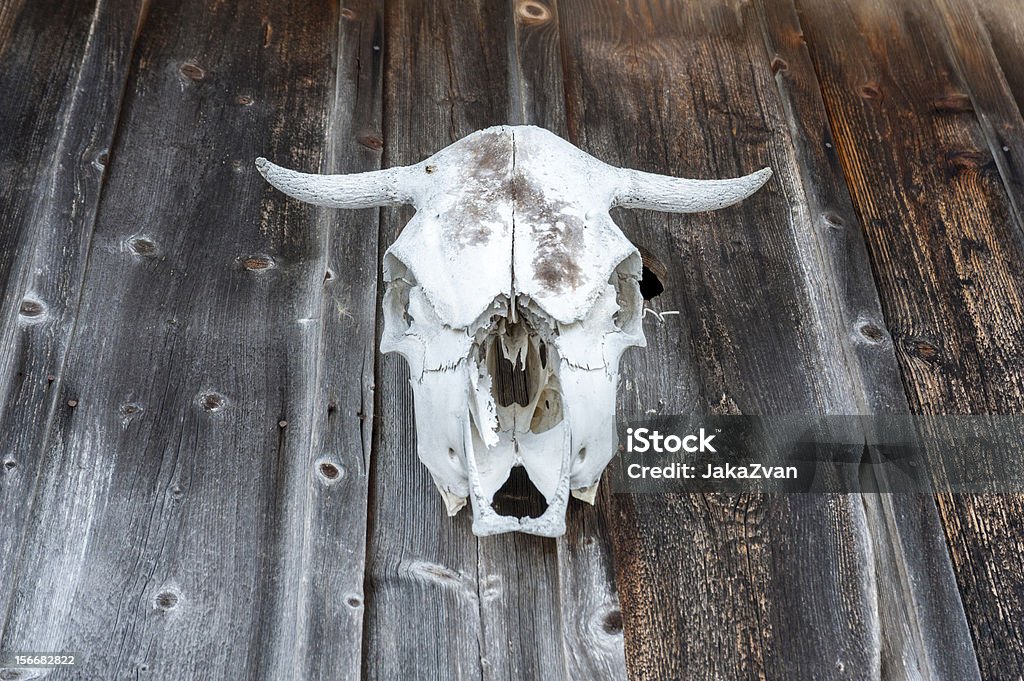 Crânio de vaca branca - Royalty-free Acabado Foto de stock