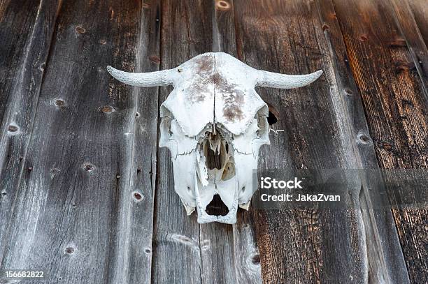 Crânio De Vaca Branca - Fotografias de stock e mais imagens de Acabado - Acabado, Animal, Animal Doméstico