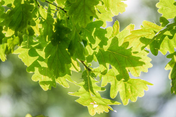 istock Green oak leaves on a natural blurred background. 1566829284