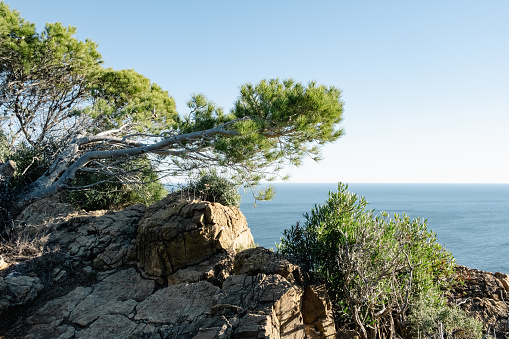 Beautiful view point from the top on a cliff of the Spanish Costa Brava with pine trees and rocks with the sea in the background in a beautiful sunny day