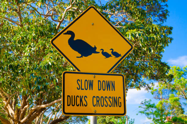 istock Traffic sign for Slow down duck crossing. 1566836876