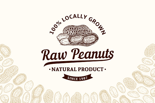 Vector peanuts vintage logo. Peanut seeds and shells illustration