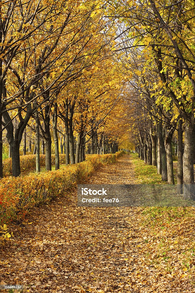 Weg durch den Herbst park - Lizenzfrei Baum Stock-Foto