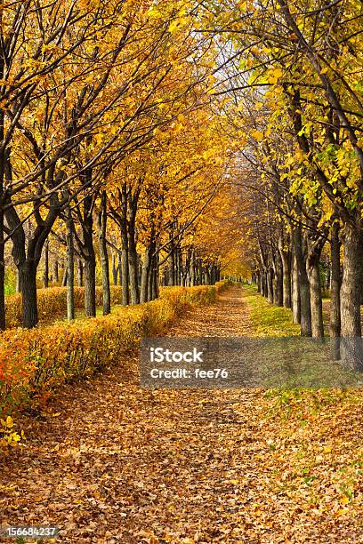 Weg Durch Den Herbst Park Stockfoto und mehr Bilder von Baum - Baum, Blatt - Pflanzenbestandteile, Bunt - Farbton