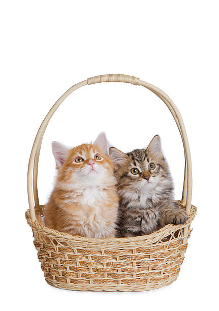 Zwei flauschige kleines Kätzchen. – Foto