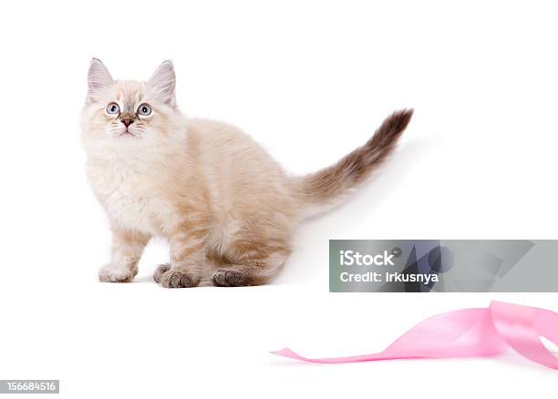 귀여운 영국 고양이 새끼 게임하기 핑크 리본 가축에 대한 스톡 사진 및 기타 이미지 - 가축, 고양이 새끼, 고양잇과