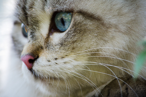 Grey Persian cat face in close-up, known as the Persian longhair.
