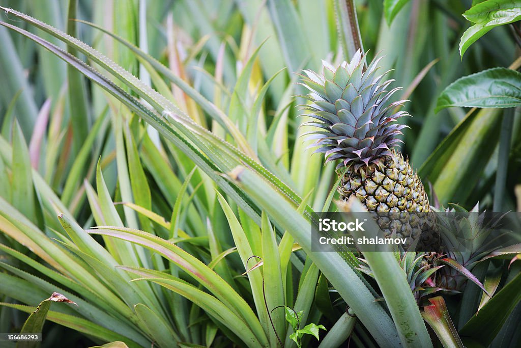 Ananas wachsenden - Lizenzfrei Ananas Stock-Foto